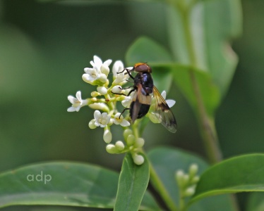 Volucella pellucens, female, hoverfly, Alan Prowse